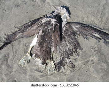 235 Pelican dead Images, Stock Photos & Vectors | Shutterstock