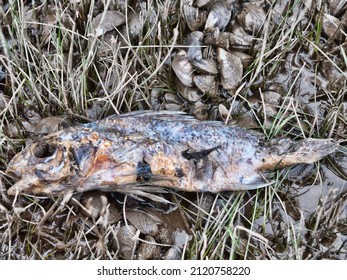 Dead Perch Against The Background Of Numerous Zebra Mussel (Dreissena Polymorpha). These Mollusk Are Indicator Species Of Eutrophication (organic Enrichment) Of Reservoir, But Mass Fish Mortality