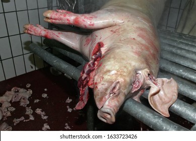 dead pig in a slaughterhouse 
