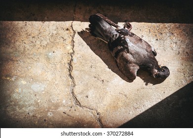 Dead Pigeon Images, Stock Photos & Vectors | Shutterstock