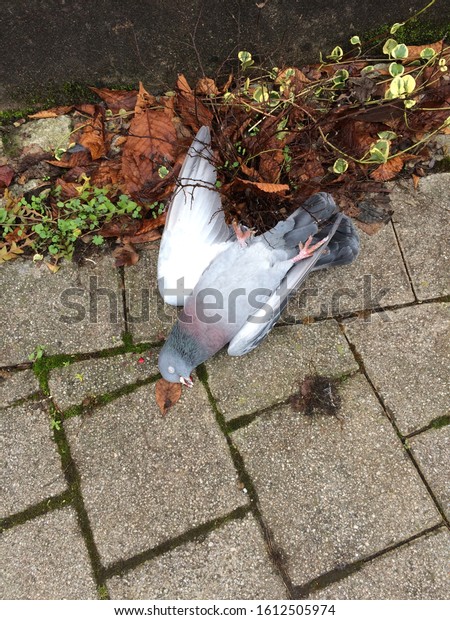 dead-pigeon-on-sidewalk-600w-1612505974.