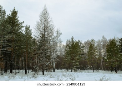 Dead pine tree at the edge of a mixed winter forest under a cloudy sky