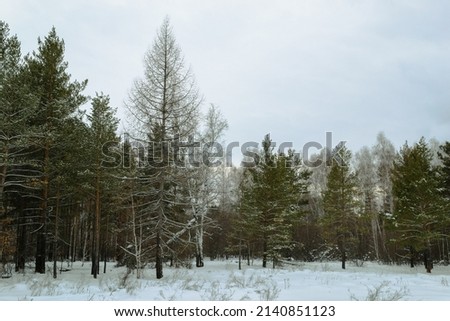 Dead pine tree at the edge of a mixed winter forest under a cloudy sky