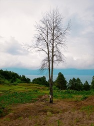 The Dead Pine Tree On A Cloudy Day