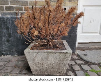 A Dead Pine Tree In An Outdoor Planter Outside A Rundown Apartment Building