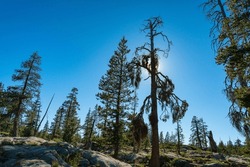 Dead Pine Tree Stands Above The Pacific Crest Hikiing Trail In Northern California.