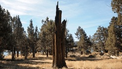 A Dead Pine Tree Trunk In The Park