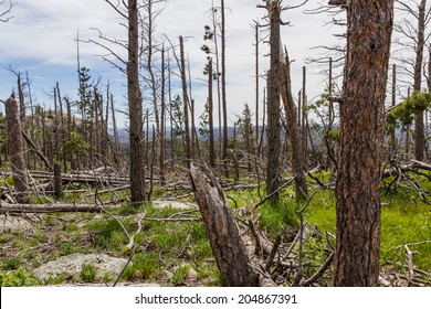 dead pine trees in the black hills national forest after almost 20 years of a pine beetle epidemic