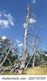 Dead Pine Trees (mostly Killed By Lightning) High Up On The Treeline Of A Mountain. Selective Focus - Central Tree In Stark Detail                           