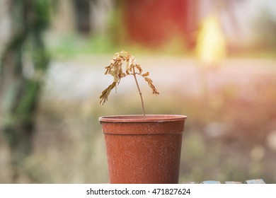 Dead Plant In A Pot