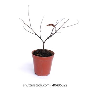 Dead Plant In Pot, Conceptual Of Bad Investment