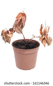 Dead Plant In Pot Isolated On White Background