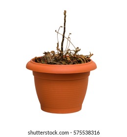 Dead Plant In A Pot. Isolated On White Background