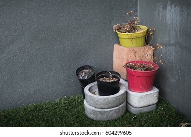 Dead Plant With Plant Pot Still Life Image