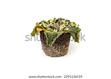 Dead plant with white roots structure , isolated on white background, soft focus close up