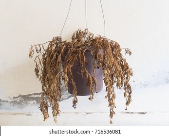 Dead Plants In A Pot