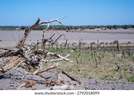 Dead Populus Euphratica Trees and Dry Ejina River Bed, Dried Heihe River, Guai Shulin Strange Forest, Ejin Banner Inner Mongolia, Desertification and Climate Change Landscape China