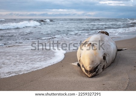dead porpoise washed up on the baltic sea beach