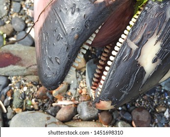 A dead porpoises washed up onto the rocks at Portrane and Donebate cliff walk. They are small toothed whales that are very closely related to oceanic dolphins.