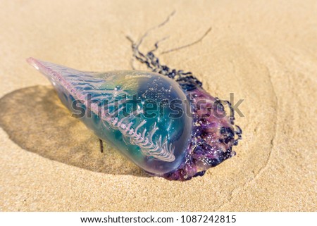 Dead Portuguese man o' war jellyfish (Physalia physalis) washed up lying on a sandy shore beach. Bluebottle on the sand in Playas del Este, Cuba Foto stock © 