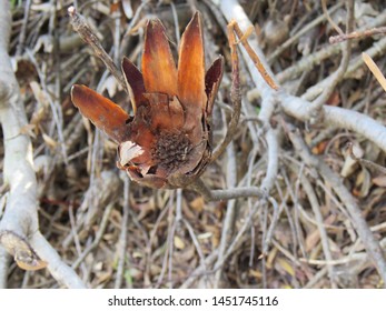 Dead Protea Burnt In Wild Fire