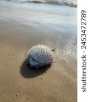Dead Puffer Fish,  Pufferfish, while one of the most poisonous animal on the planet, don