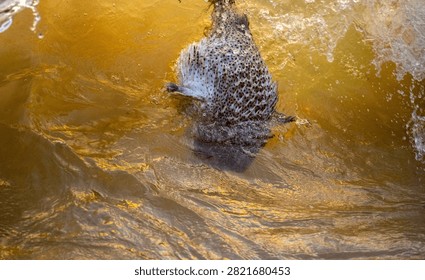 Dead pufferfish floating in a breaking wave along the shoreline.