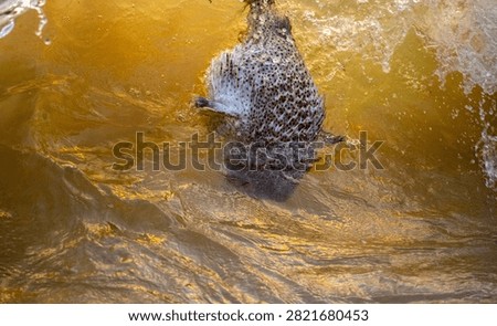 Dead pufferfish floating in a breaking wave along the shoreline.