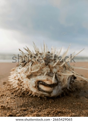 Dead pufferfish with sharp spines lying on sandy beach close-up.

Close-up of a dead pufferfish with sharp spines on sandy beach, washed ashore, showing detailed texture and natural background of ocea
