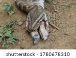 Dead python attempted to eat a impala South Africa