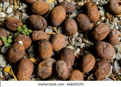 extract quinine to how bark cinchona from Images, Shutterstock Stock &  Photos  Quinine Vectors