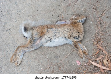 2,554 Dead rabbit Images, Stock Photos & Vectors | Shutterstock