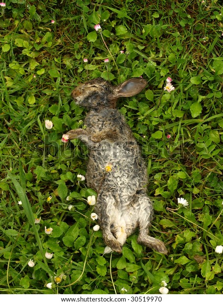 Dead Rabbit On Grass Stock Photo Edit Now 30519970