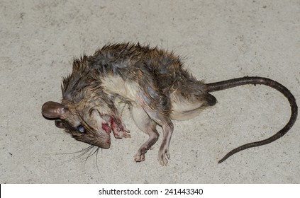 dead Rat
