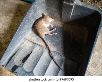 Dead Rat Black Dust Bin Stock Photo 1499697095 | Shutterstock