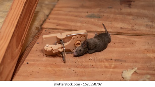 mice in floorboards