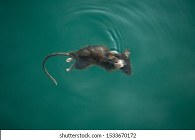 A dead rat floating in the water.