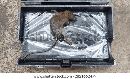 Dead rat inside open black plastic rodent bait station box during pest control extermination process on concrete ground