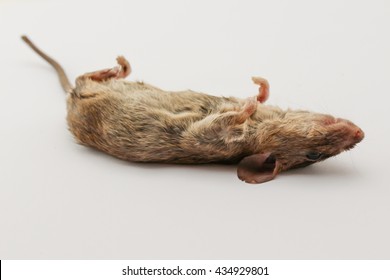 Dead Rat Isolated.