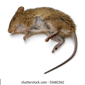 Dead Rat Isolated.