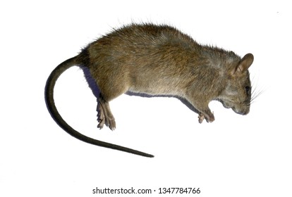 The Dead Rat Isolated On White Background
