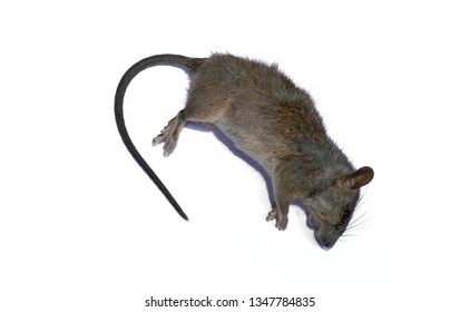 The Dead Rat Isolated On White Background
