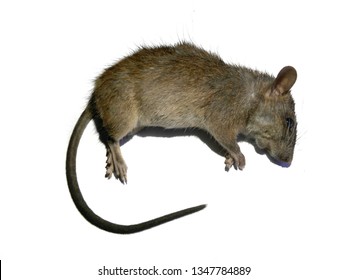 The Dead Rat Isolated On White Background
