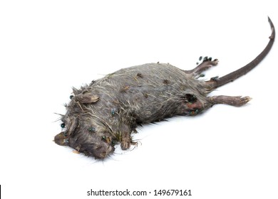 Dead Rat Isolated On White Background