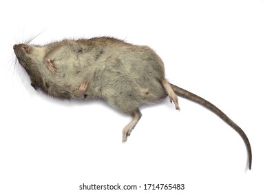 Dead Rat Isolated On A White Background.