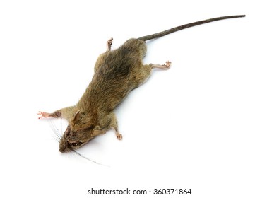 Dead rat isolated on white background
