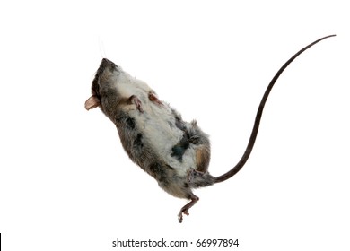  a dead rat, isolated on white with room for your text. The Perfect Dead Rat image for all your dead rat image needs