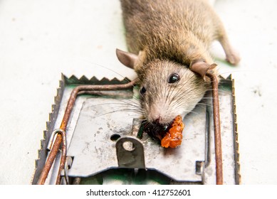 dead rat killed by rat-trap