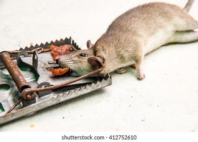dead rat killed by rat-trap
