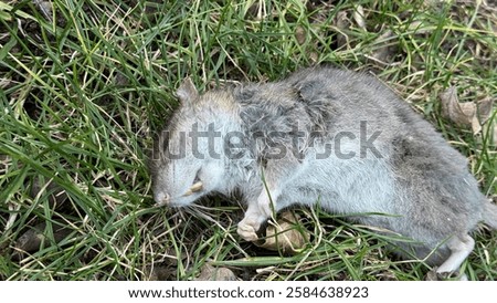Similar – Image, Stock Photo A dead rat lies on the paved sidewalk amid autumn leaves